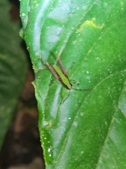Scaria