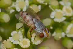 Miltogramminae