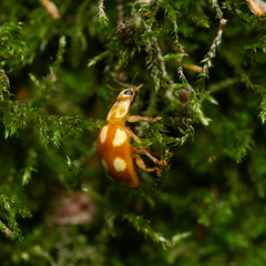 Calvia decemguttata