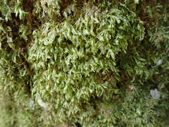 Homalia trichomanoides