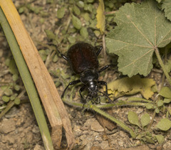Calosoma vagans