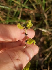 Lithospermum tuberosum