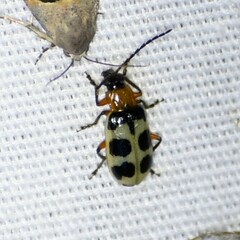 Paranapiacaba tricincta