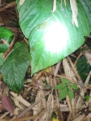 Scaria