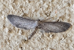 Glaucina interruptaria