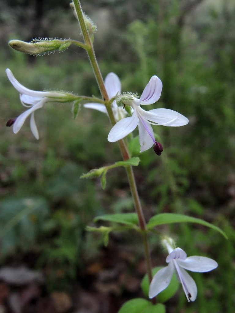 Carlowrightia mcvaughii