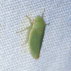 Acusana