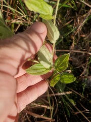 Lithospermum tuberosum