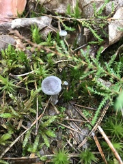 Cantharellula umbonata