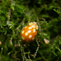 Calvia decemguttata