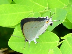 Hypolycaena erylus