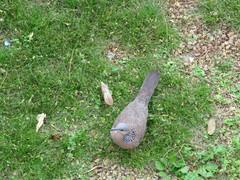 Streptopelia chinensis