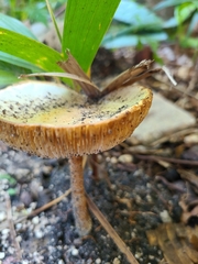 Agaricales