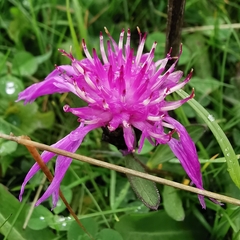 Centaurea nigrescens