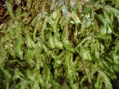 Homalia trichomanoides