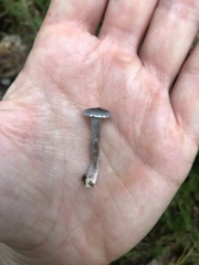 Cantharellula umbonata