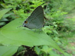 Hypolycaena erylus