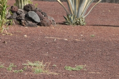 Saxicola dacotiae