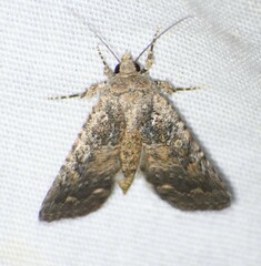 Protorthodes alfkenii