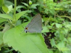 Hypolycaena erylus