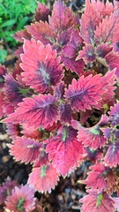 Coleus scutellarioides