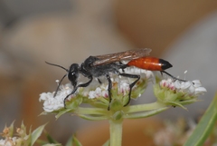 Podalonia tydei