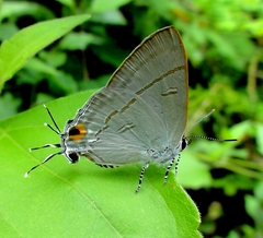 Hypolycaena erylus