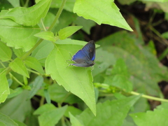 Hypolycaena erylus