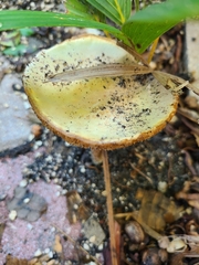 Agaricales