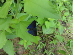 Hypolycaena erylus