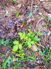 Agrimonia rostellata