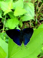 Hypolycaena erylus