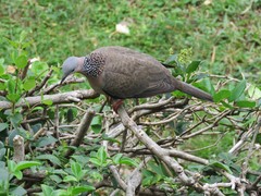 Streptopelia chinensis