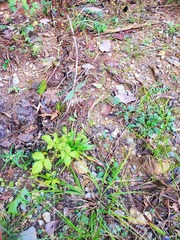 Agrimonia rostellata