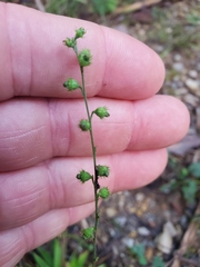 Agrimonia rostellata