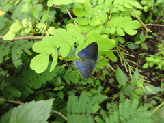 Hypolycaena erylus