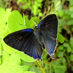 Hypolycaena erylus