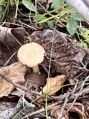 Cuphophyllus pratensis