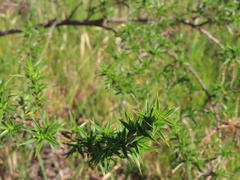 Cliffortia ruscifolia