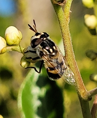 Copestylum marginatum