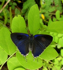 Hypolycaena erylus