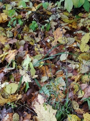 Omalotheca sylvatica