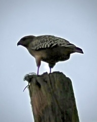 Buteo lineatus elegans