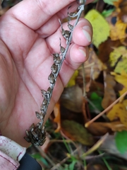 Omalotheca sylvatica