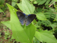 Hypolycaena erylus