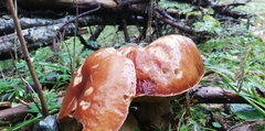 Boletus