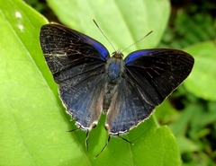 Hypolycaena erylus