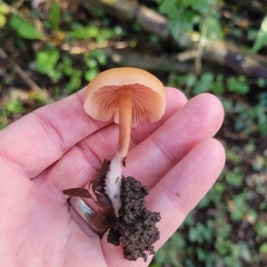 Laccaria laccata