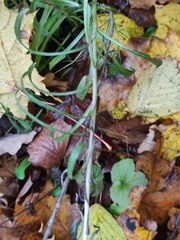 Omalotheca sylvatica