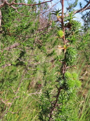 Cliffortia ruscifolia